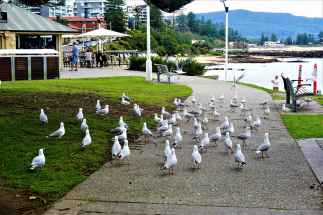 These seagulls were definitely bothering everyone around! Did not like their poking attitude at all :-/